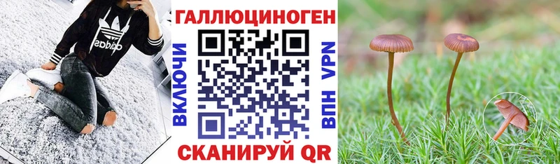 дарнет шоп  Чердынь  hydra ссылка  Псилоцибиновые грибы мицелий 